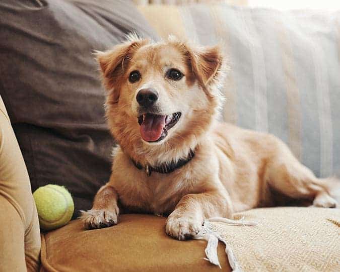Ultrasound Dog on couch with tennis ball