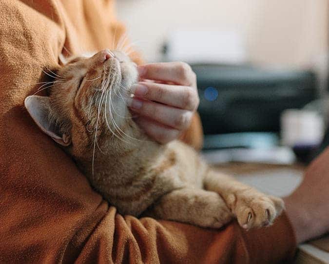 Routine Surgical Care Person scratching cats chin