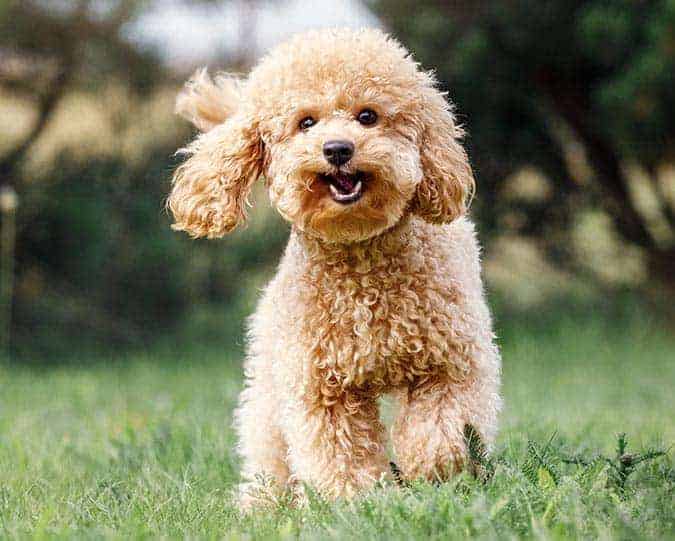 Preventive Care Fluffy dog outside in the grass