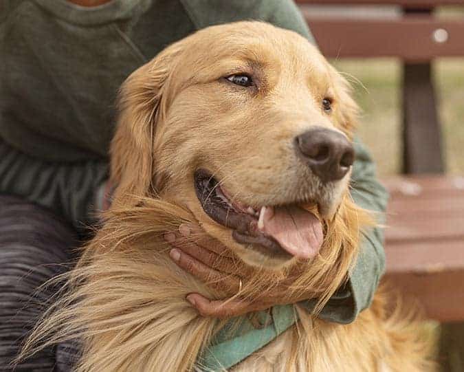 Dermatology and Allergy Care Golden retriever