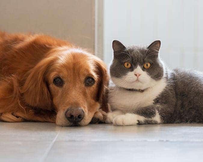 Oral Health Cat and dog laying together