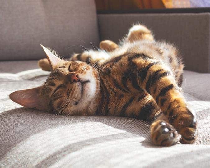 Diagnostics Cat stretching on couch in the sun
