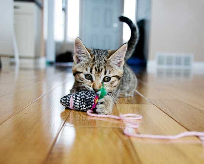 Kitten playing with toy