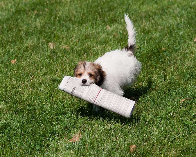 Dog with a newspaper