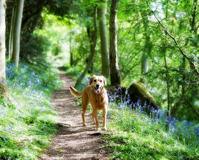 Dog out in the woods