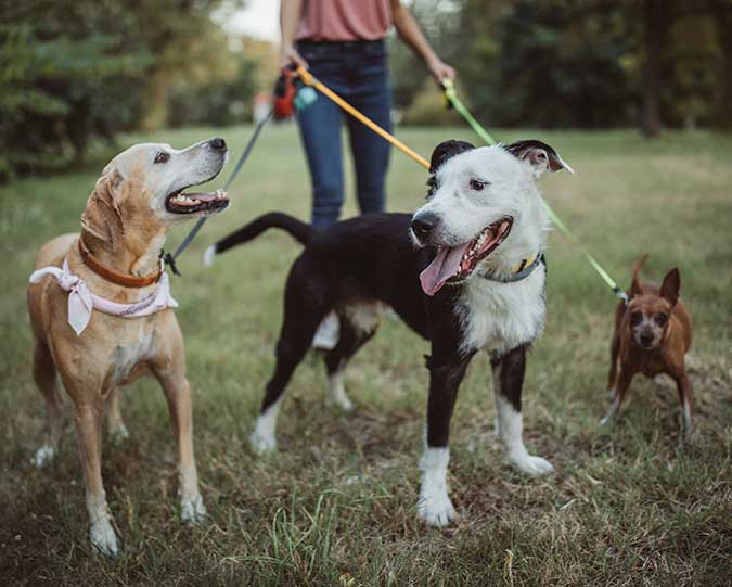 Dogs out for a walk