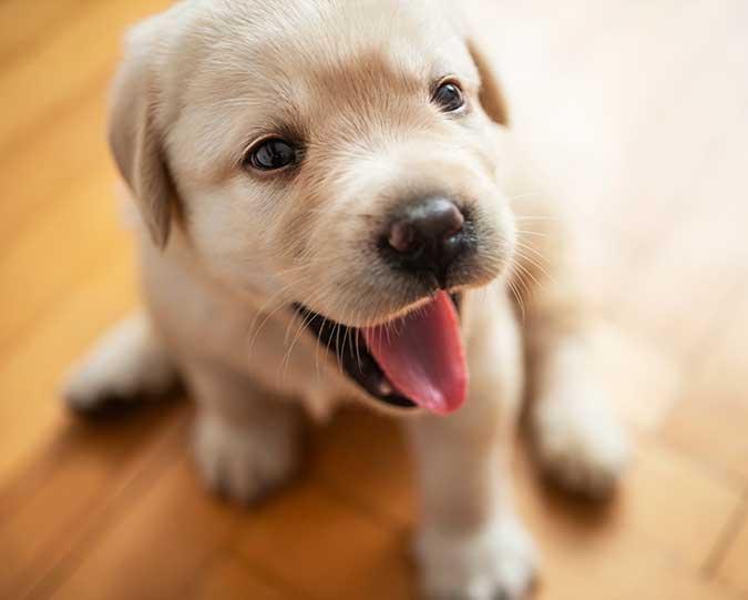 A puppy sitting on the floor