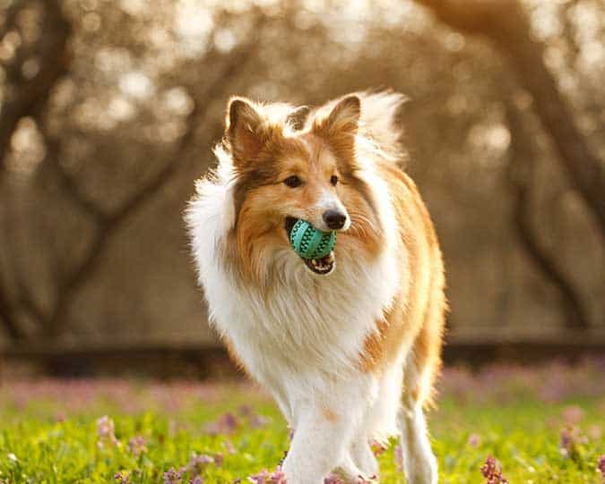 A dog with a ball