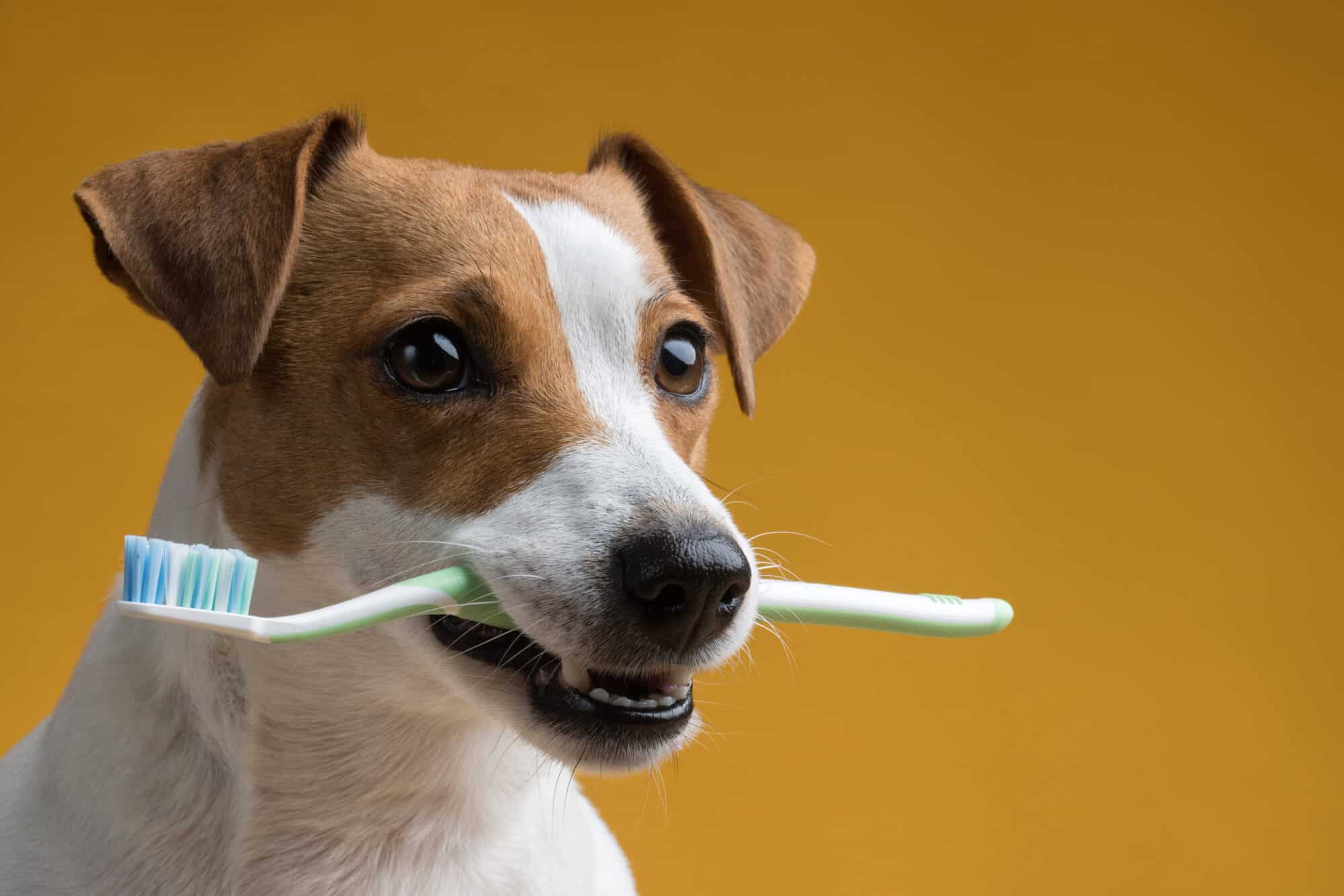 Managing and Preventing Tooth Decay in Dogs and Cats