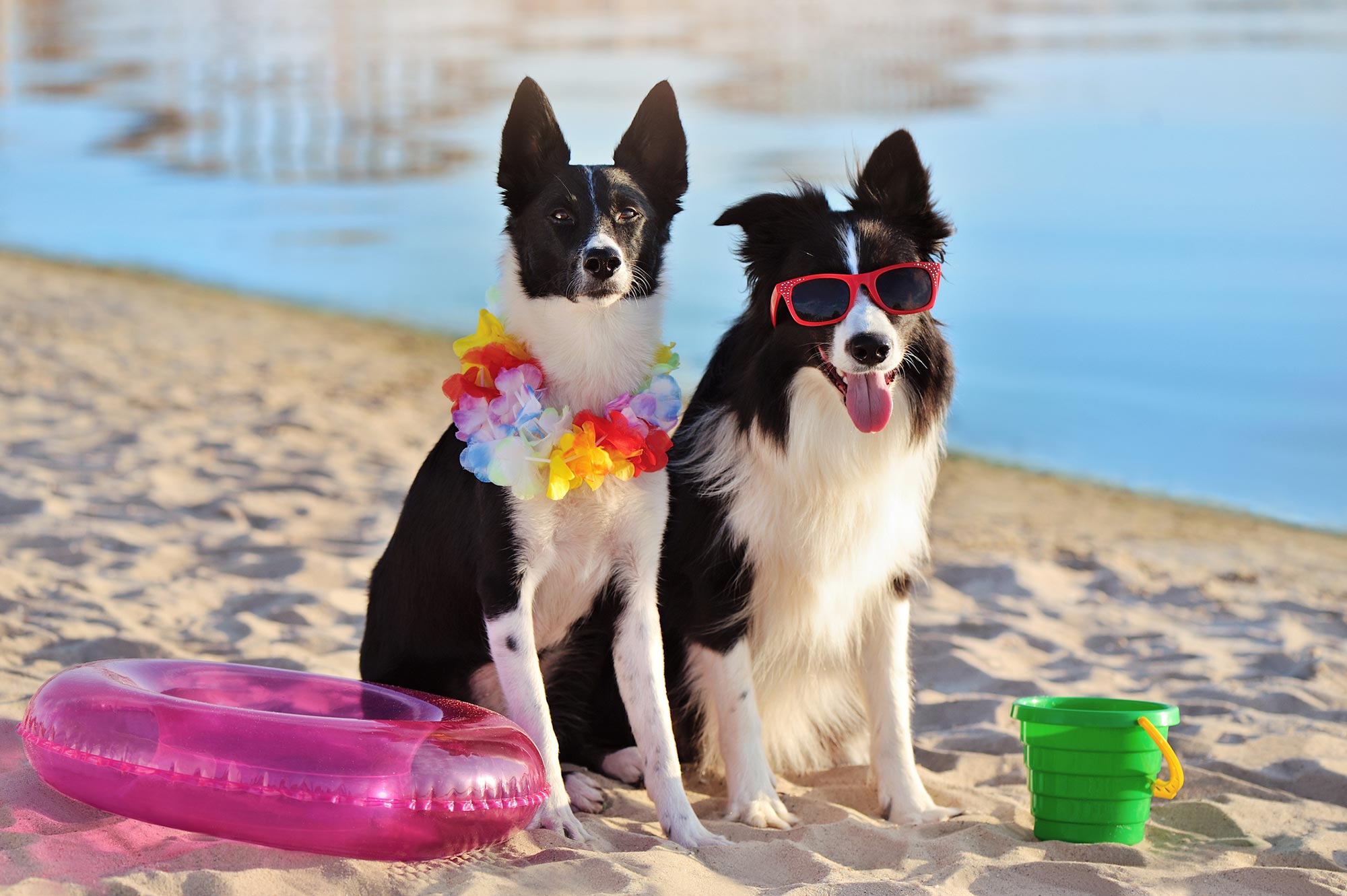 Beach Tips to Keep Your Dog Safe