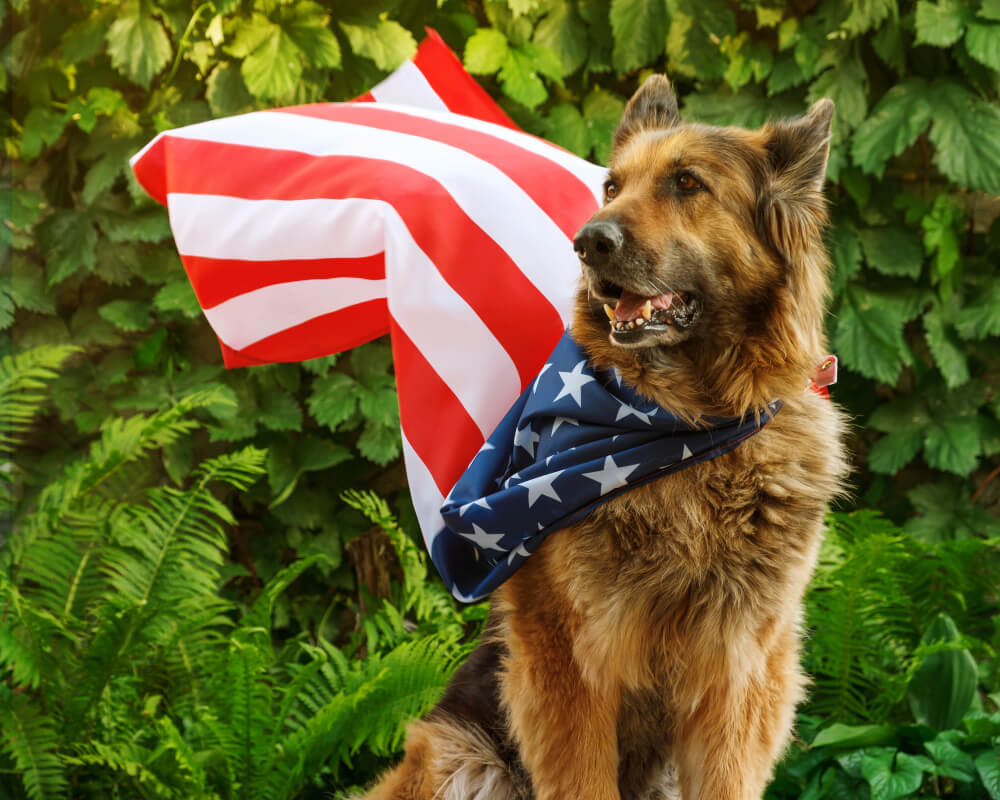 4th of July Pet Safety Tips