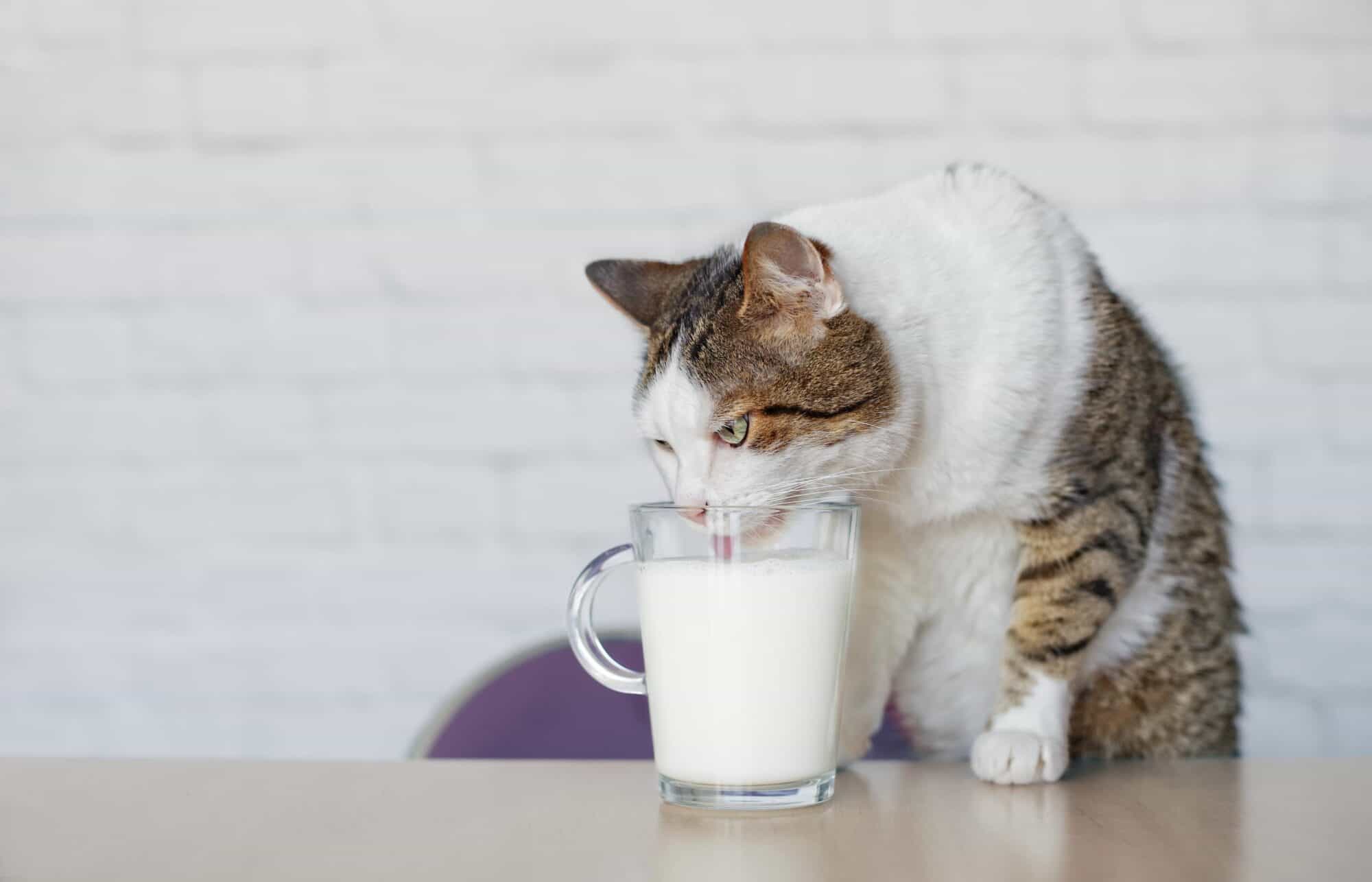 Can Cats Drink Cow's Milk?