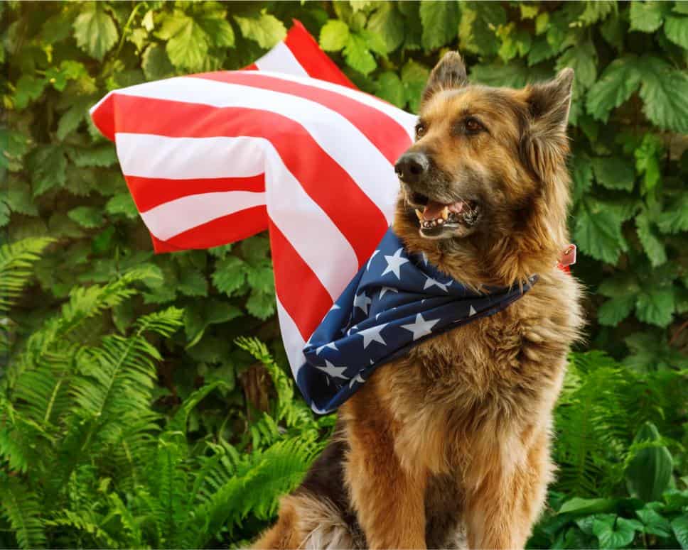 4th of July Pet Safety Tips.