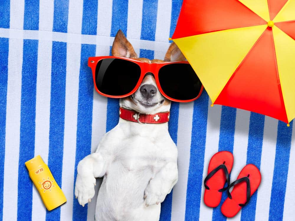 Pet Sunscreen and bug spray.