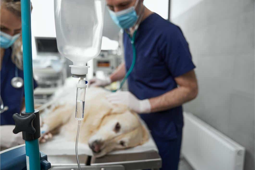Pet Sedation vs. Pet Anesthesia 