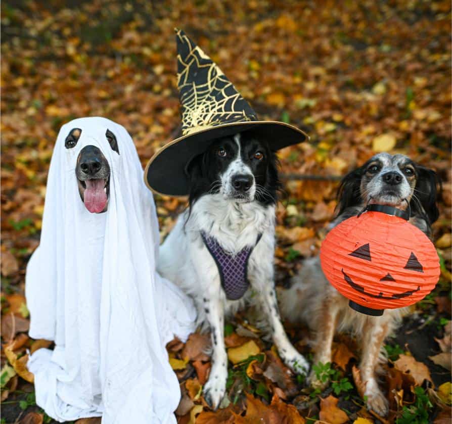 Halloween Pet Safety Tips.