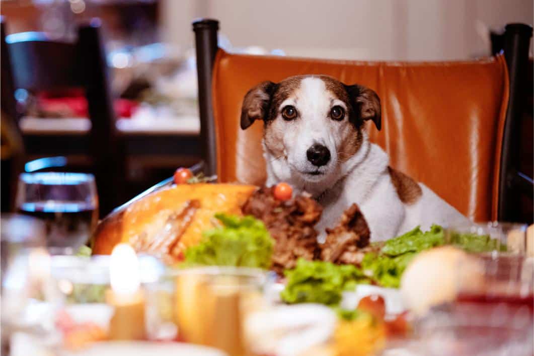 Thanksgiving Pet Safety Tips.