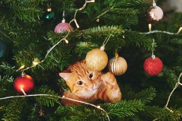 Christmas Tree Safety for Pets.