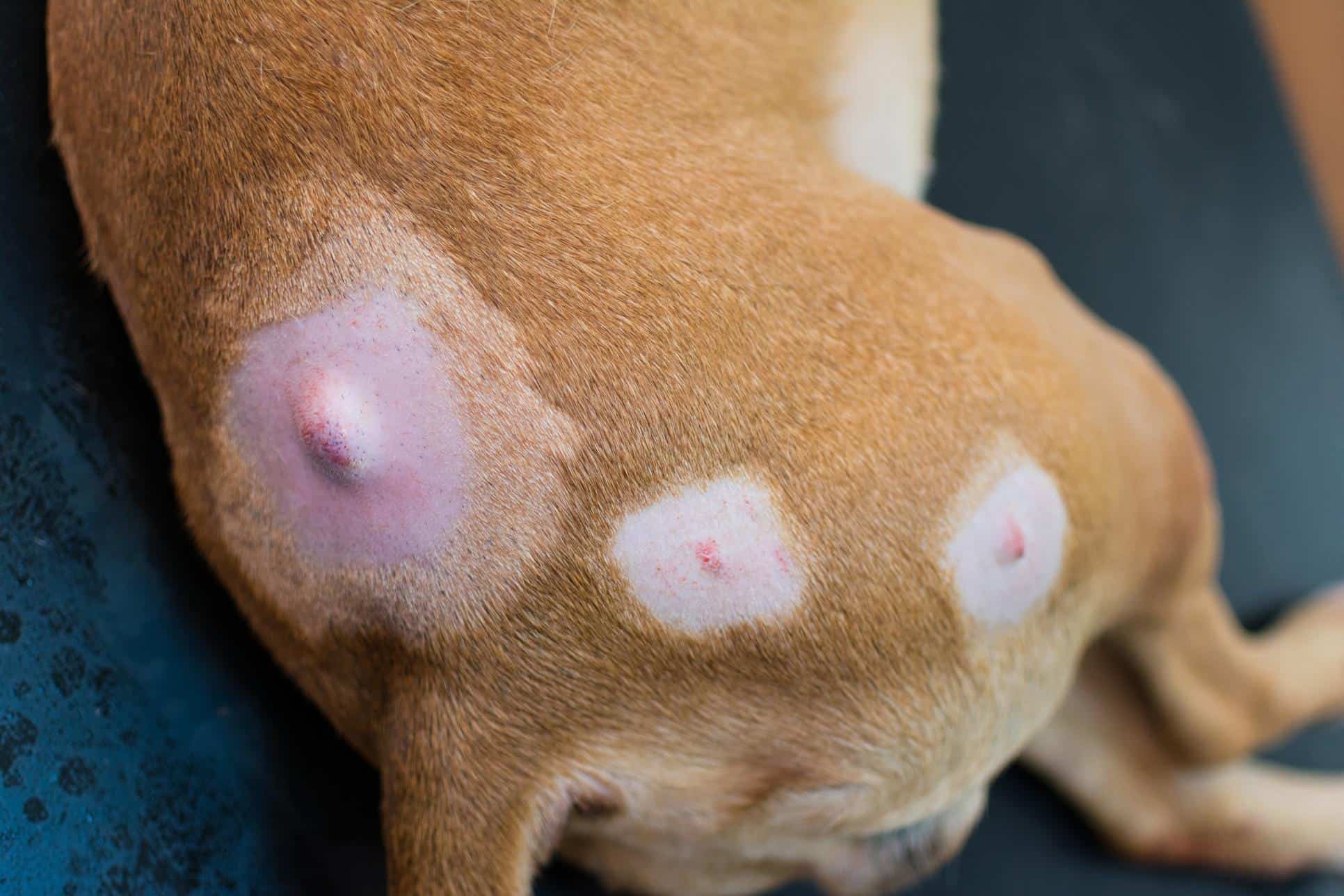 Cysts vs. Tumors on Dogs .