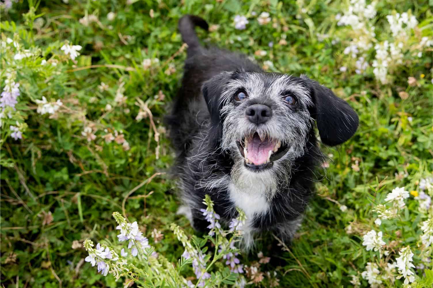 Senior Pet Care: What Changes After Age 7?