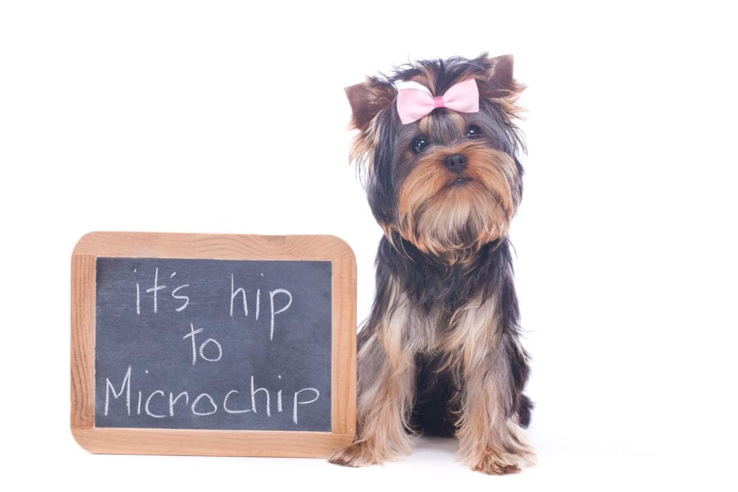 Its hip to microchip.