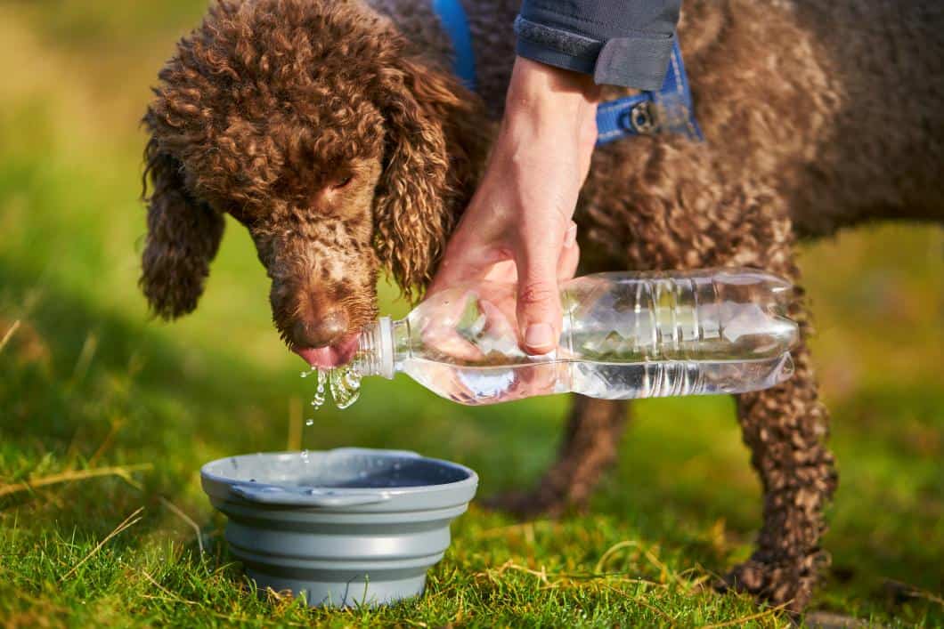 Dog drinking water from a bowl.