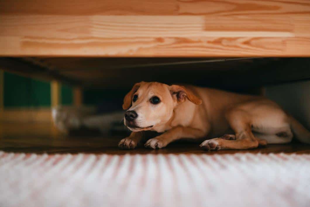 pets and thunderstorms.