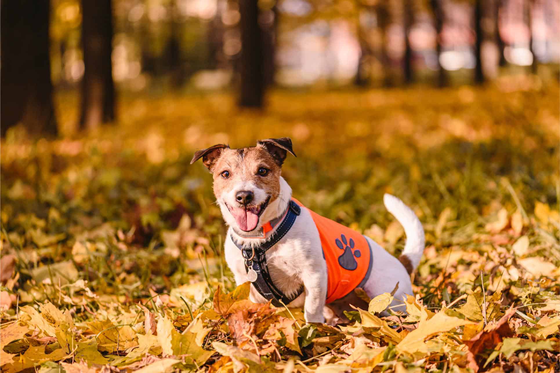 dog wearing an orange reflective safety vest in a fall park.