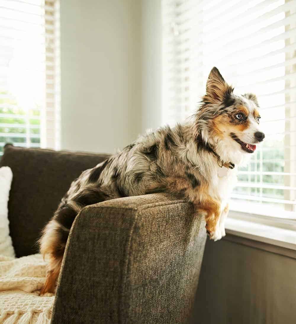 Dog smiling on couch Dog smiling on couch
