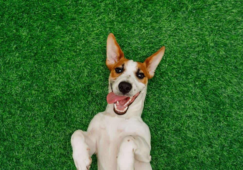 A happy dog laying on the lawn A happy dog laying on the lawn