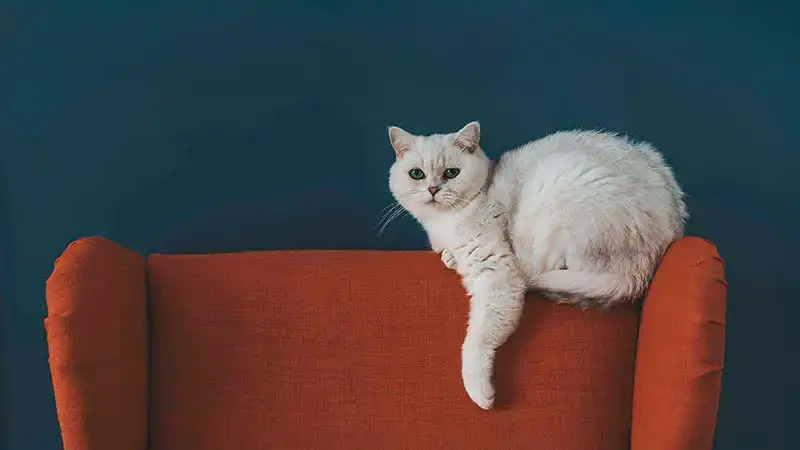 A cat on a red chair
