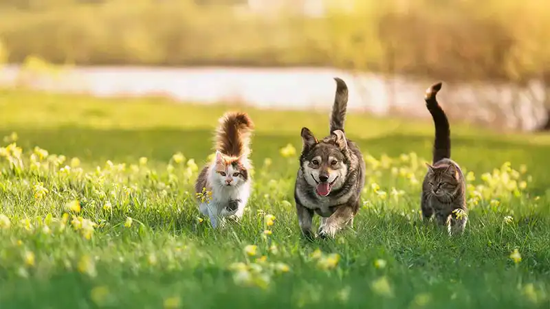 A dog and two cats roaming