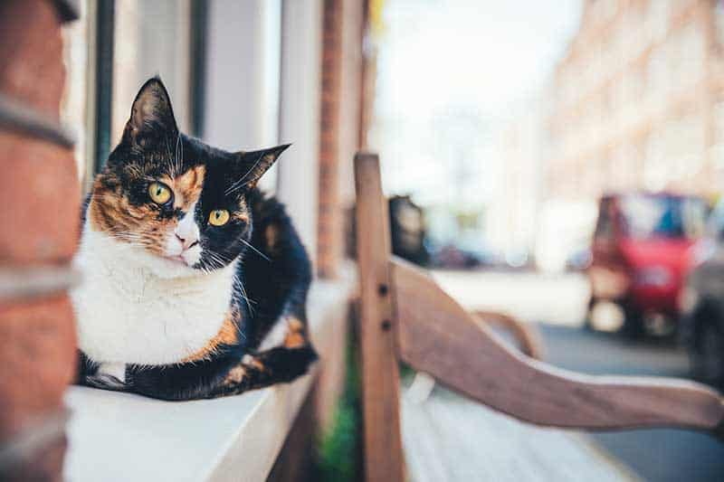 A calico cat on a windowsill A calico cat on a windowsill