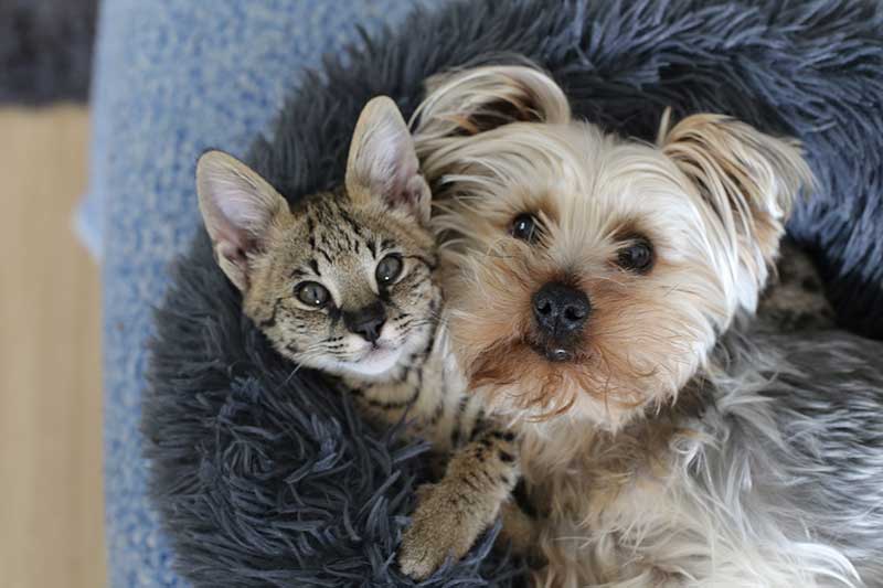 A cat and a Yorkie cuddling A cat and a Yorkie cuddling