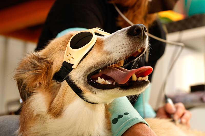 A dog being given laser therapy A dog being given laser therapy