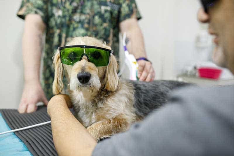 A dog being given laser therapy A dog being given laser therapy