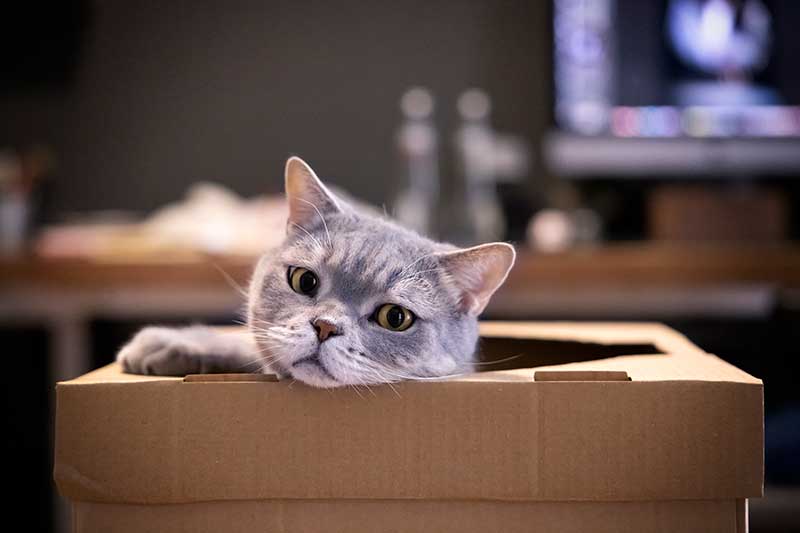 A grey cat in a cardboard box A grey cat in a cardboard box