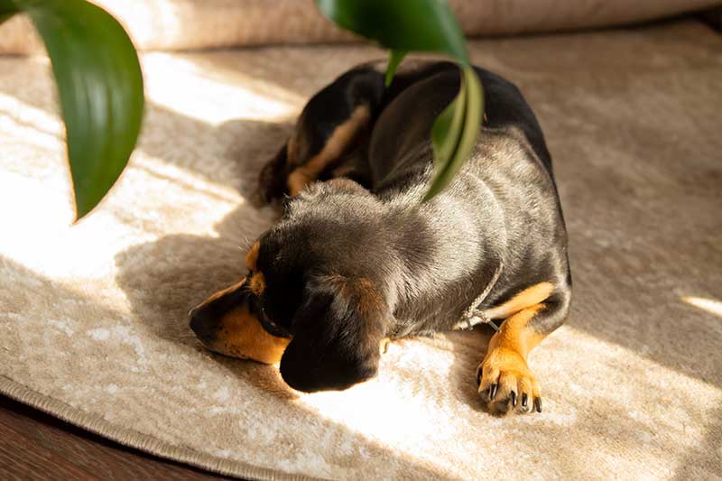 Puppy sleeping on a carpet Puppy sleeping on a carpet