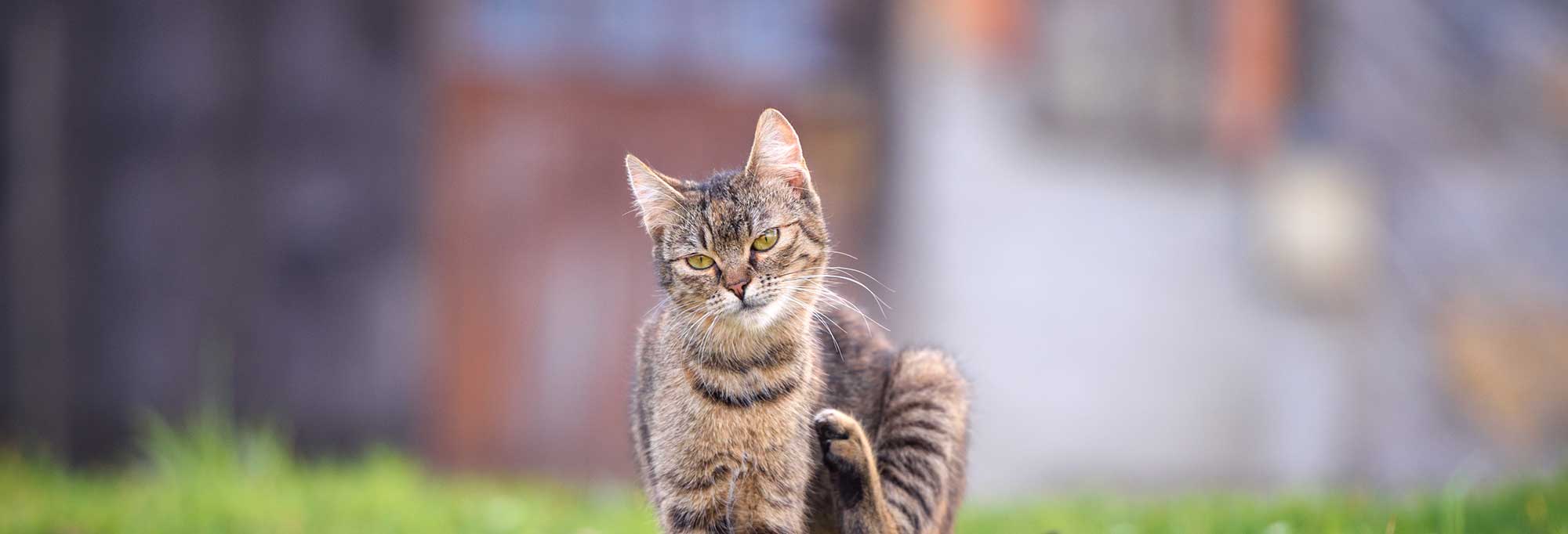 A cat out in the woods