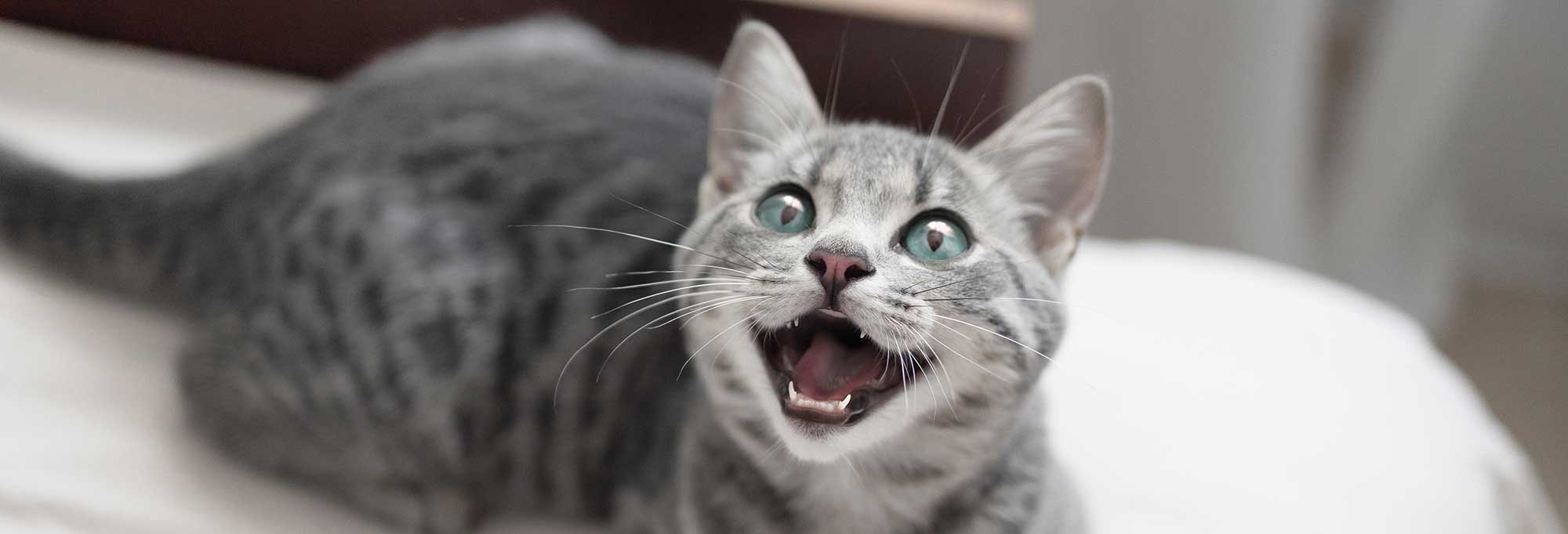 A cat meowing