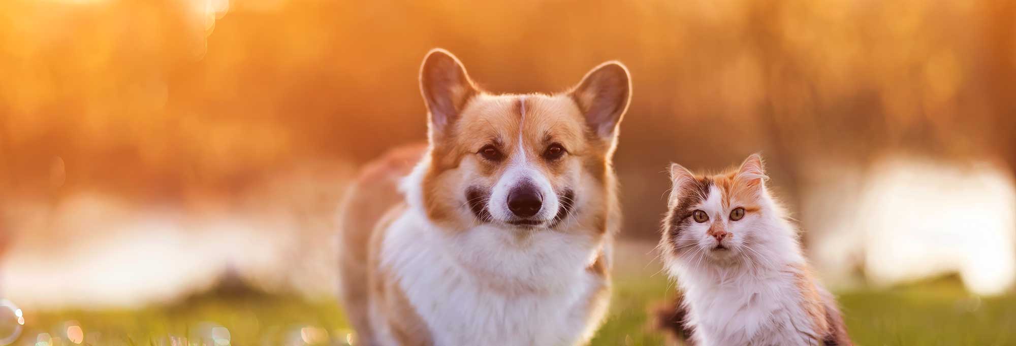A corgie and cat running in a field