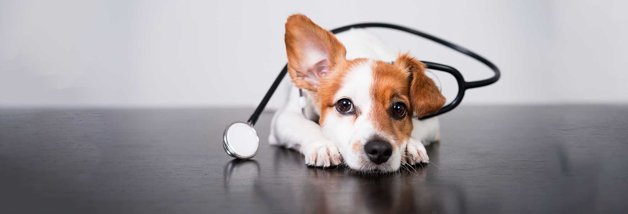 A dog laying on a table