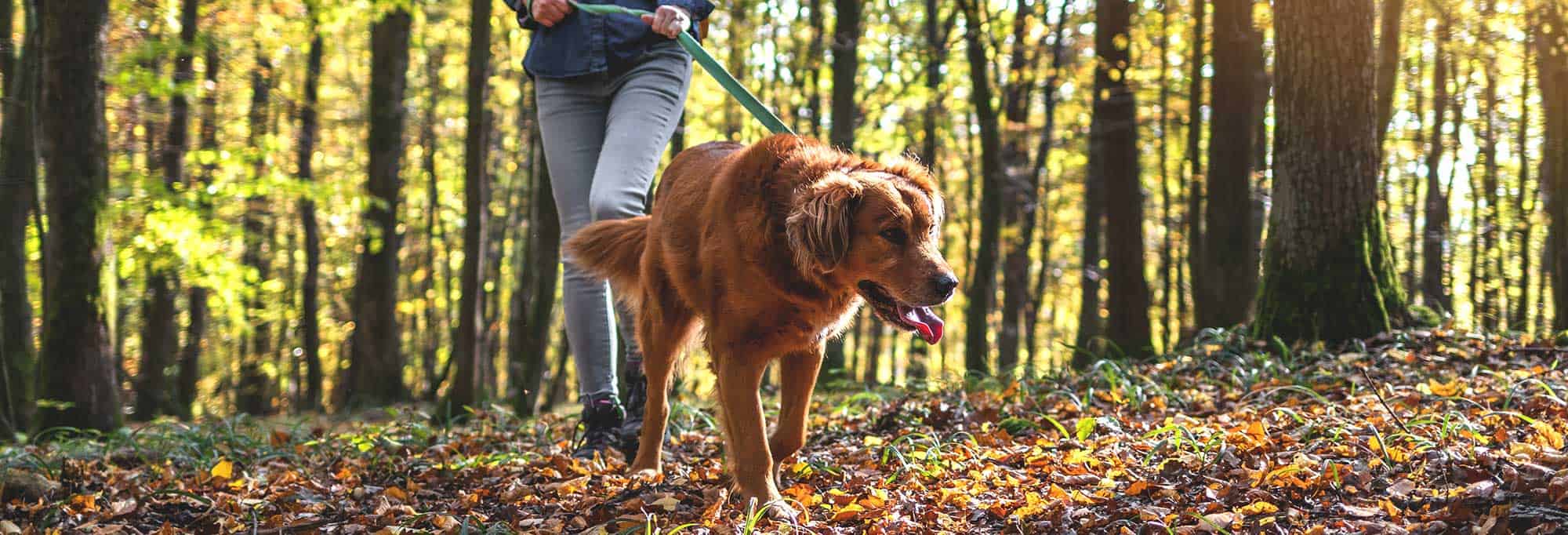 Dog for a walk in the forest