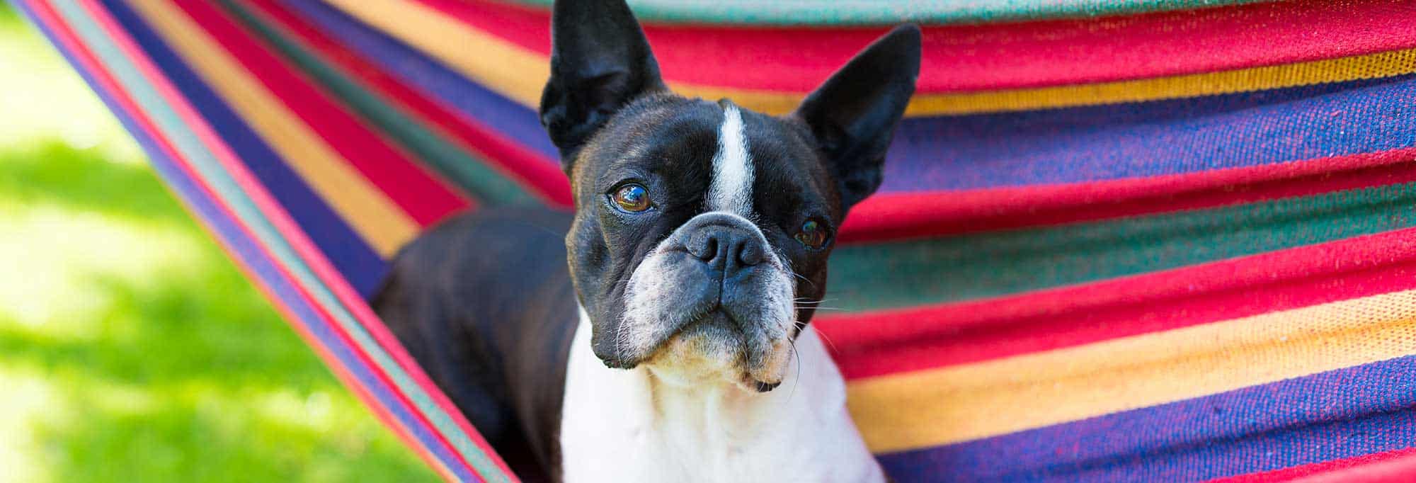 A boston terrier sitting on a hammock