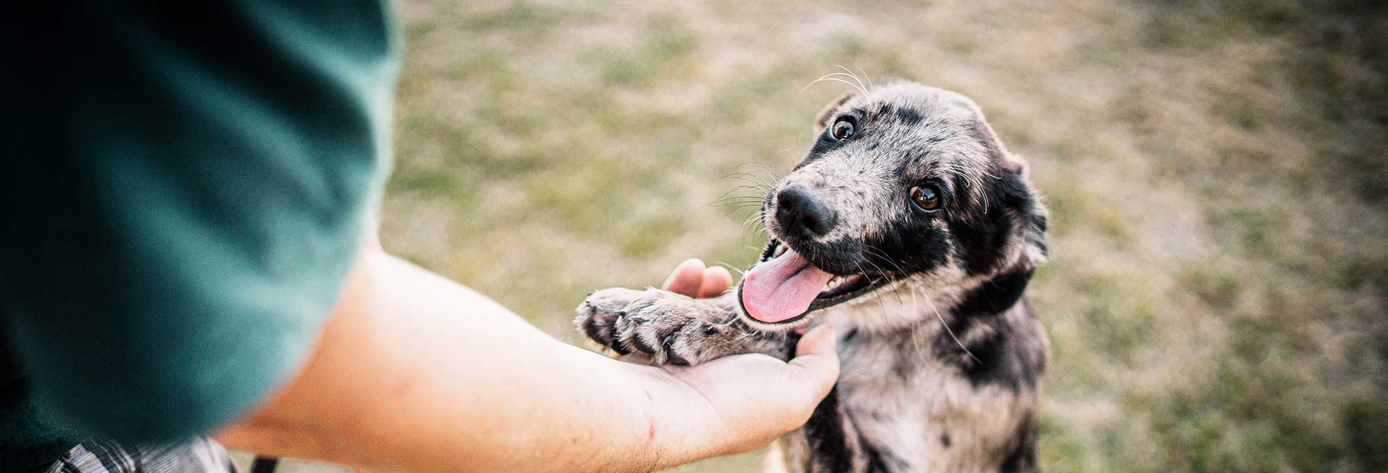 Dog with their human in a field