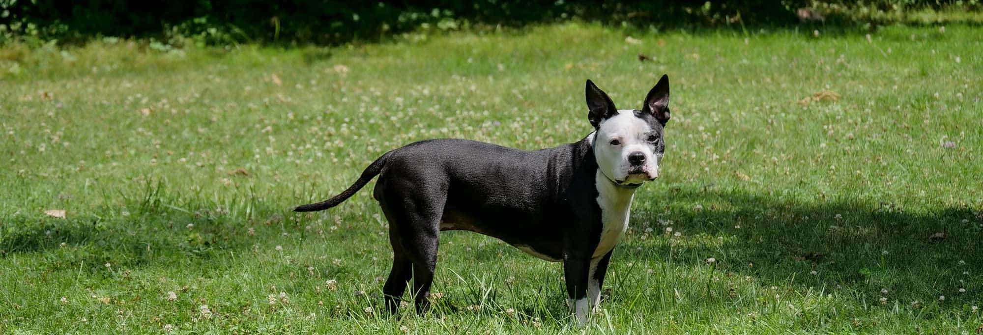 A dog out in a lawn