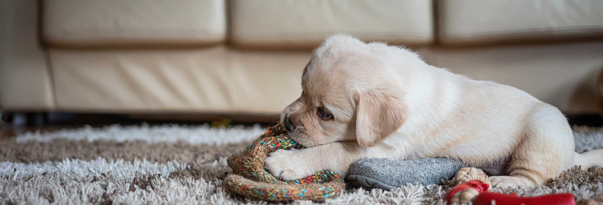 A puppy chewing on a toy