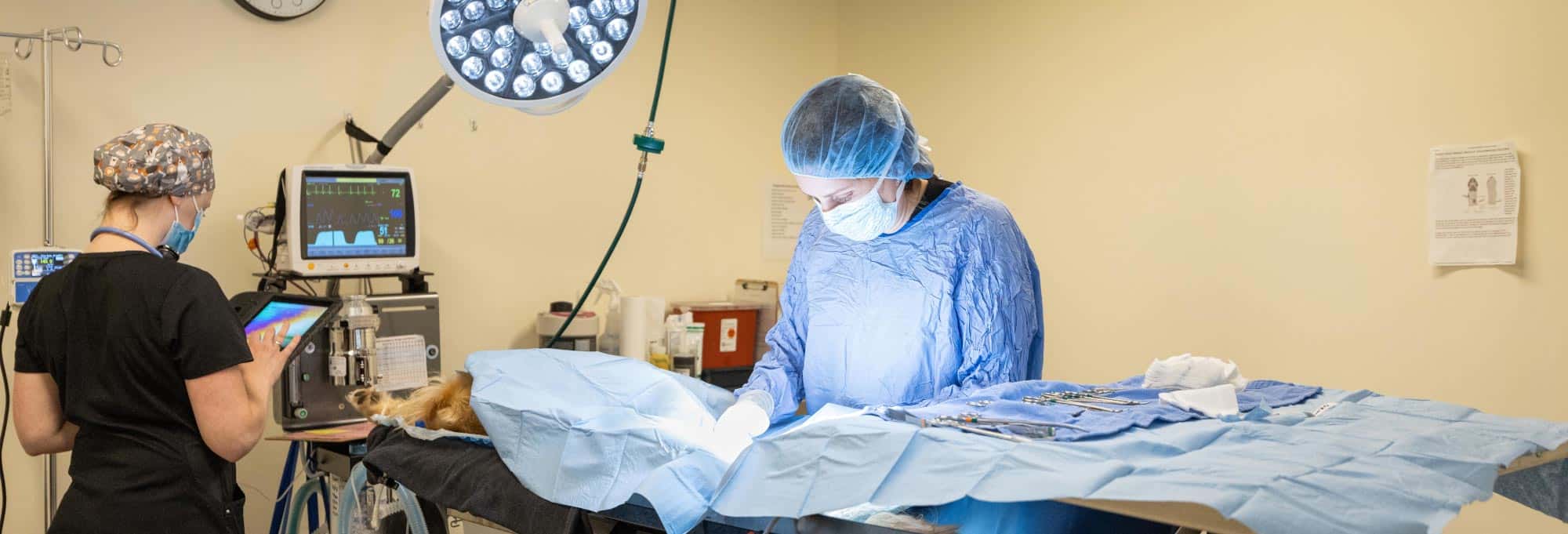 Veterinarian beginning surgery