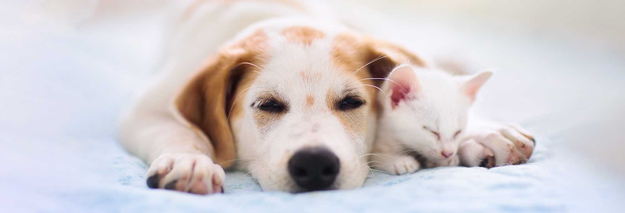 A dog and cat sleeping