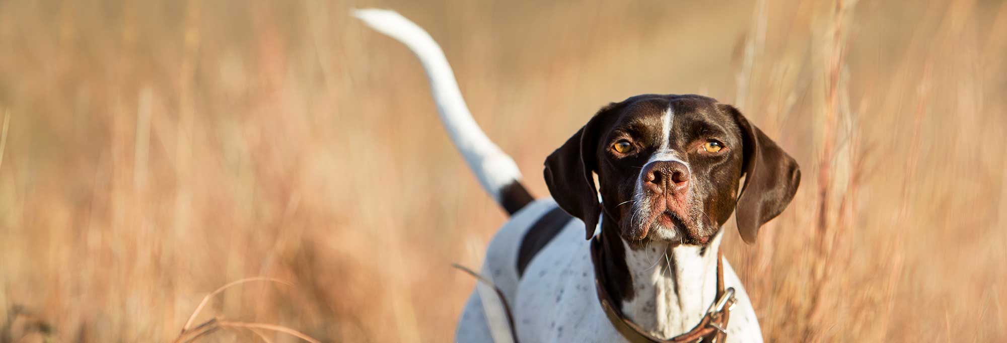 Hunting dog in a field